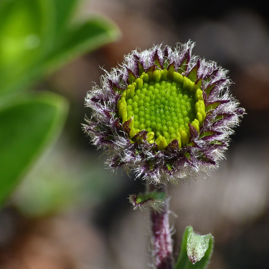 Golden Fleabane / Erigeron aureus