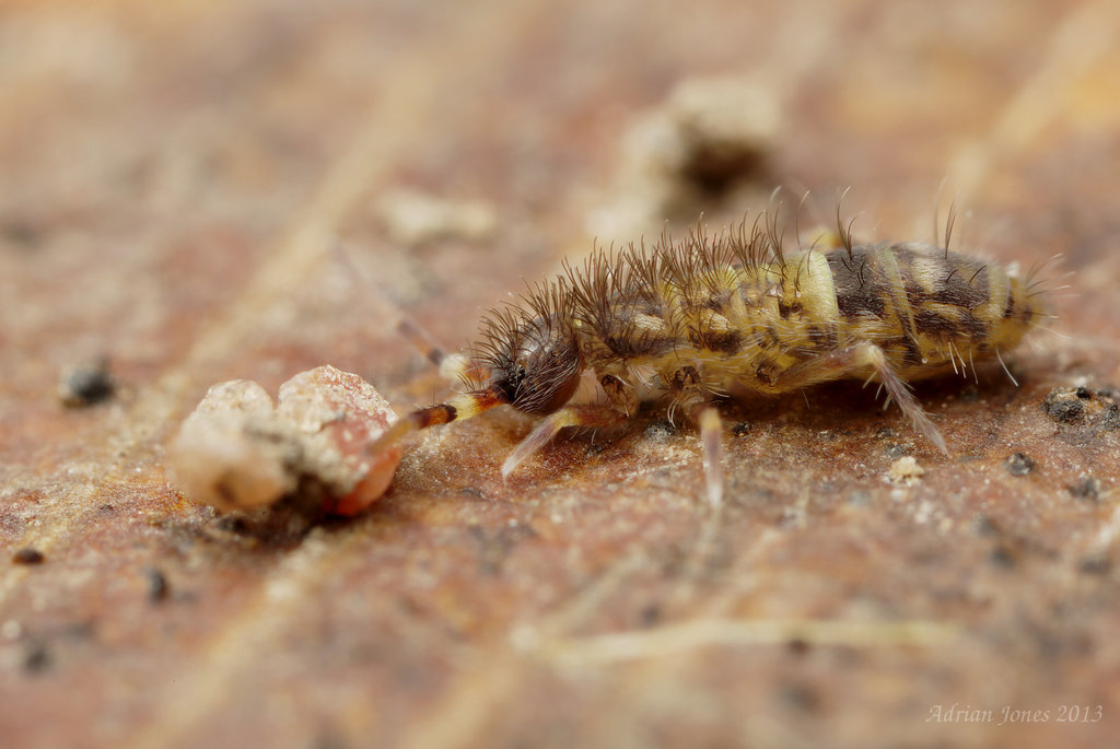 Orchesella cincta