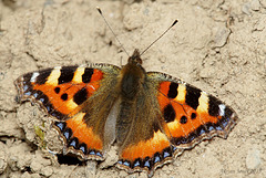 Small Tortoiseshell