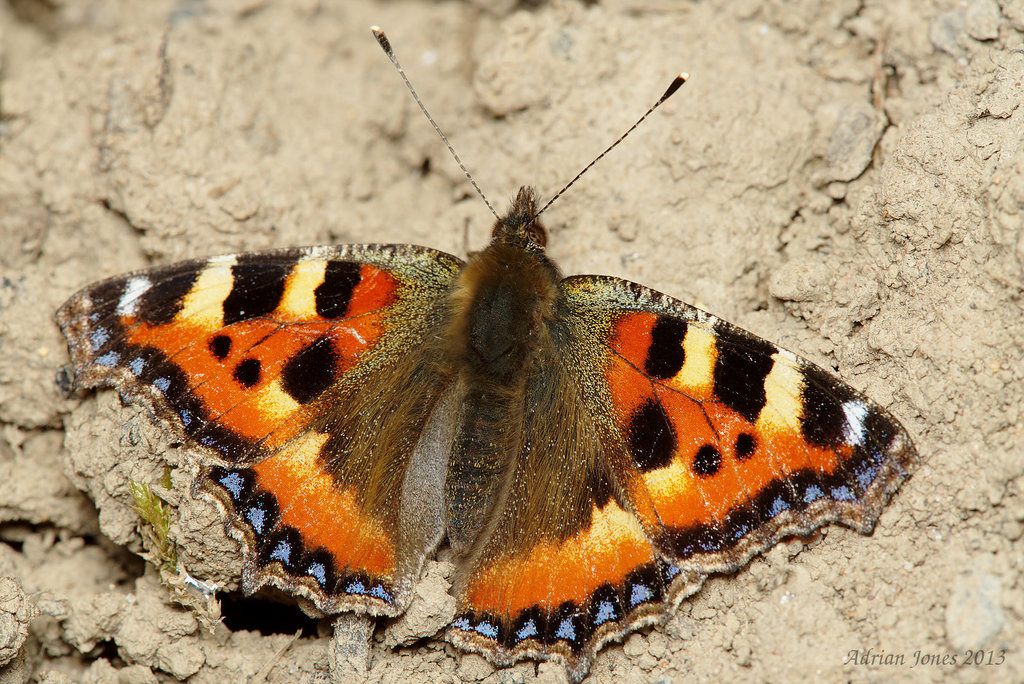 Small Tortoiseshell