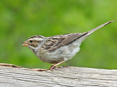 Clay-coloured Sparrow / Spizella pallida