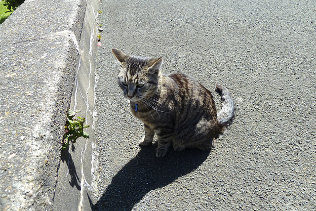 Isle of Man 2013 – Manx cat