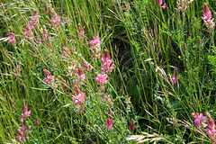 Onobrychis viciifolia (3)