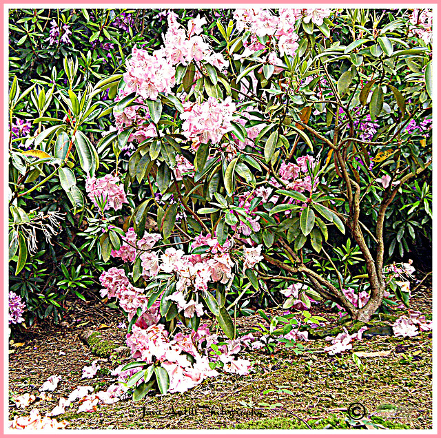 Pink rhodedendrums