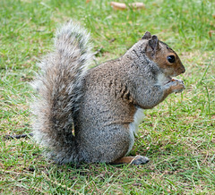 Squirrel eating peanuts