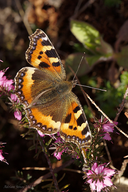 Tortoiseshell Butterfly