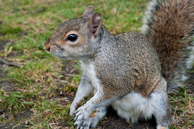 Squirrel wanting more peanuts
