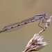 Damselfly