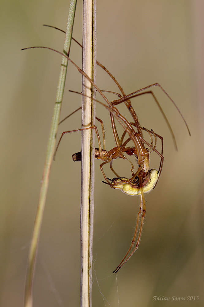 Tetragnatha extensa? Mating pair.