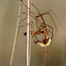 Tetragnatha extensa? Mating pair.