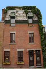 Vigne et briques rouges / Red bricks and vine - 4 juillet 2009.