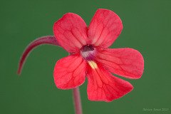 Pinguicula laueana