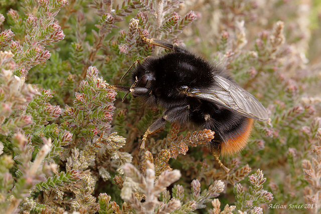 Bombus lapidarius