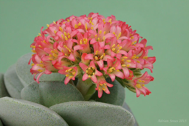 Crassula 'Morgans Beauty'