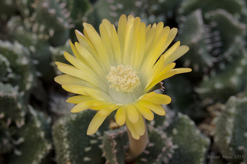 Aloinopsis setifera