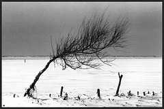 Eenzame boom op wit strand.