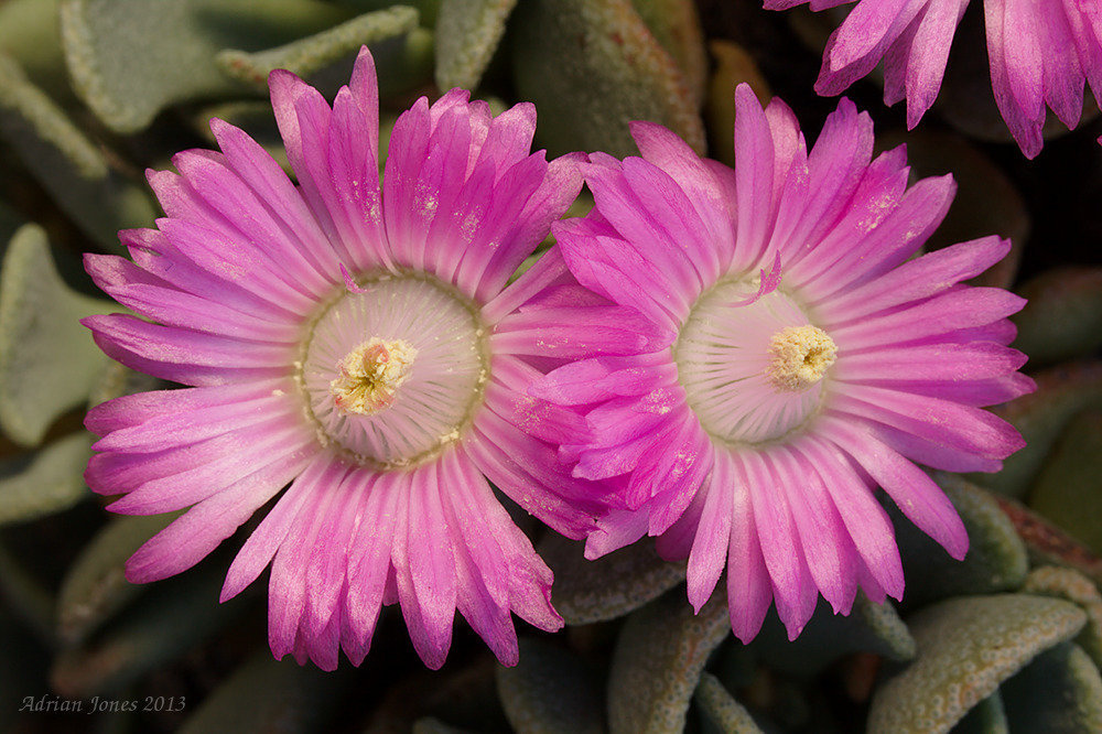 Aloinopsis spathulata