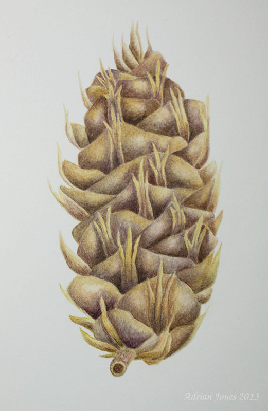 Douglas Fir Cone