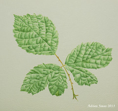 Bramble Leaf