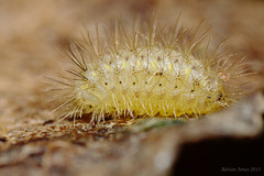 Six-Spot Burnet Moth Caterpillar. (Zygaena filipendulae)