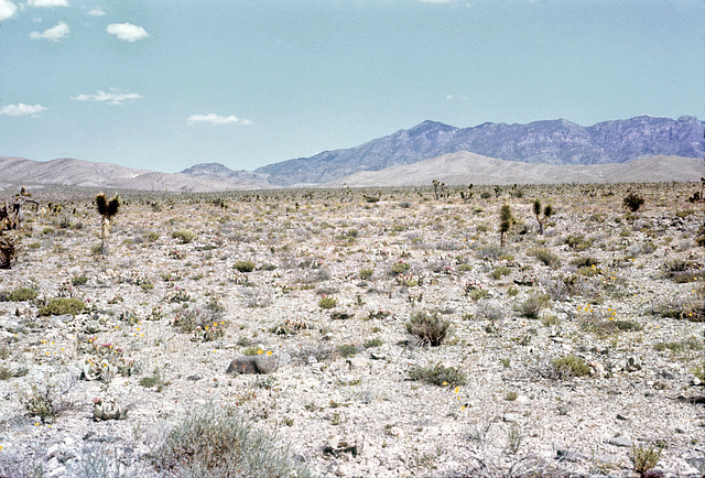 02-desert_view_adj