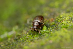 Tiny Beetle