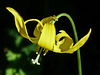 Glacier Lily on Arethusa Cirque trail