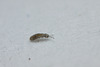 Springtail_001