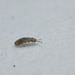 Springtail_001