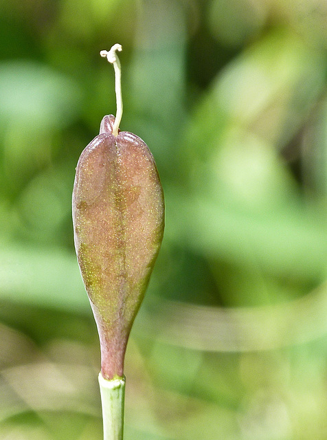 Glacier Lily seedpod Glacier Lily seedpod
