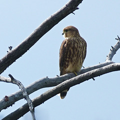 Merlin / Falco columbarius