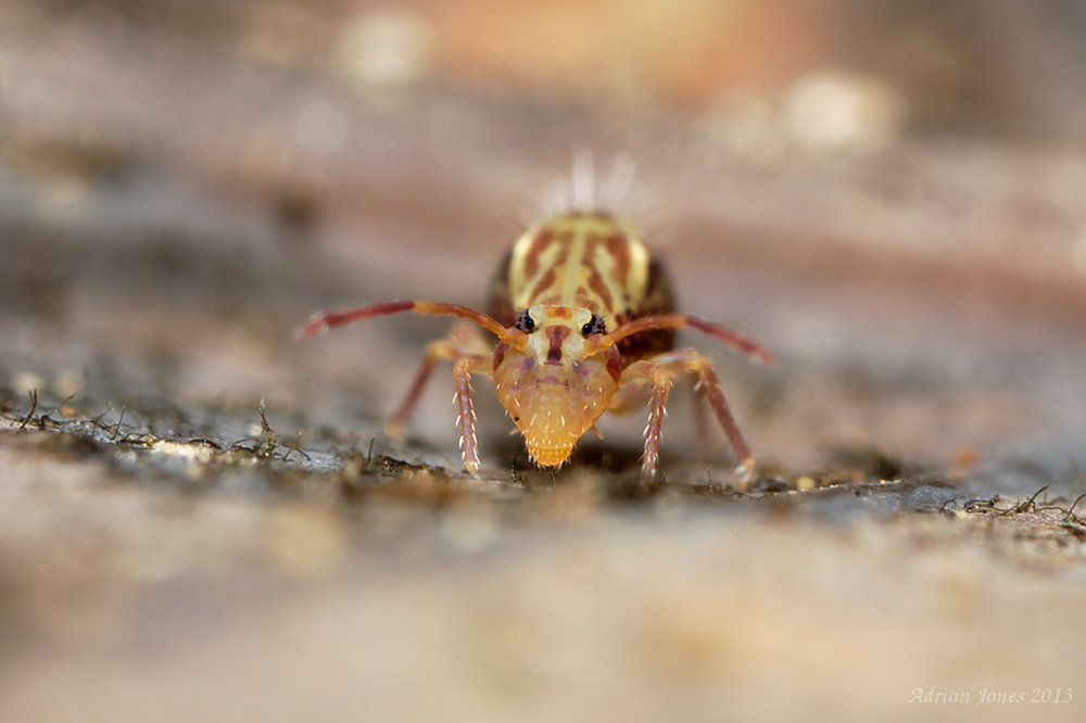 Dicyrtomina saundersi.