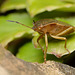 Common Green Shieldbug (Palomena prasina )