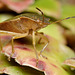 Common Green Shieldbug (Palomena prasina )