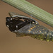 Black Swallowtail (Papilio polyxenes) hatching