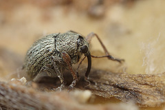 Exapion ulicis (Gorse Weevil)