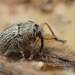 Exapion ulicis (Gorse Weevil)