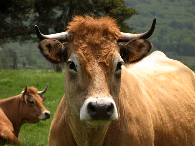 Vache Aubrac (Miss 7186)