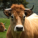 Vache Aubrac (Miss 7186)