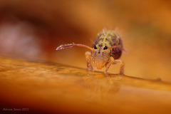 Dicyrtomina ornata