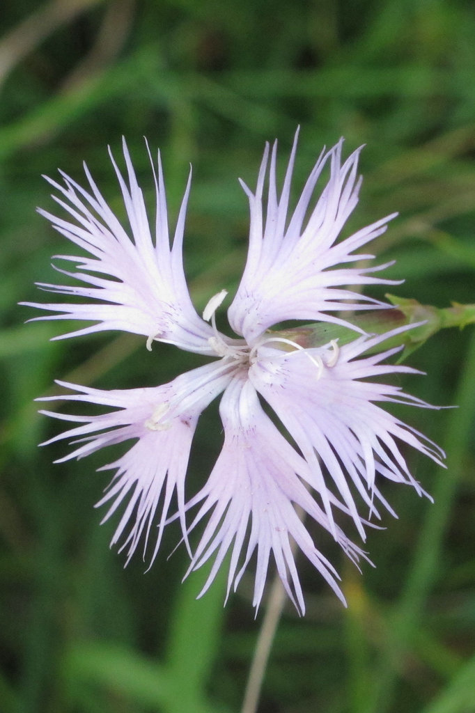 Oeillet de Montpellier (Dianthus monspessulanus) (Caryophyllacées) (Lozère, région Languedoc-Roussillon, France)