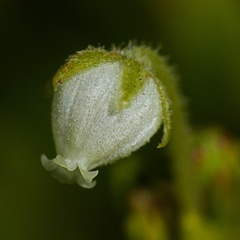 Yellow Heather / Phyllodoce glanduliflora