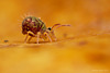 Dicyrtomina ornata