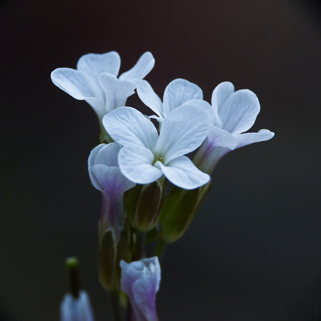 Rock cress sp. Rock cress sp.