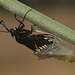 Black Swallowtail (Papilio polyxenes) hatching
