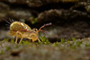 Dicyrtomina saundersi and spermatophore?