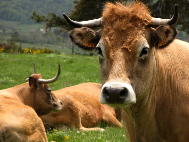 Vache Aubrac