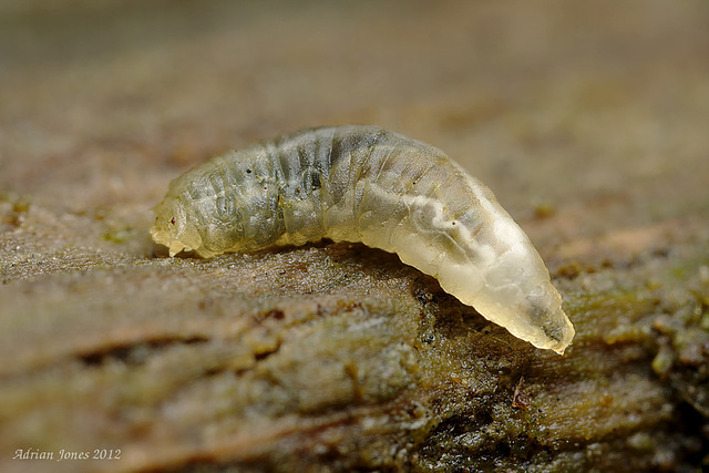 Fly larva (Syrphid sp. ?)