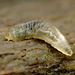 Fly larva (Syrphid sp. ?)