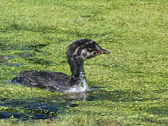 Young Horned Grebe / Podiceps auritus